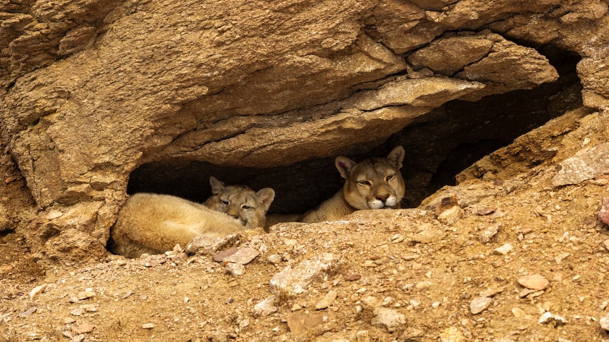 Tras las huellas del puma en la estepa santacruceña: una expedición de tres días desde Perito Moreno