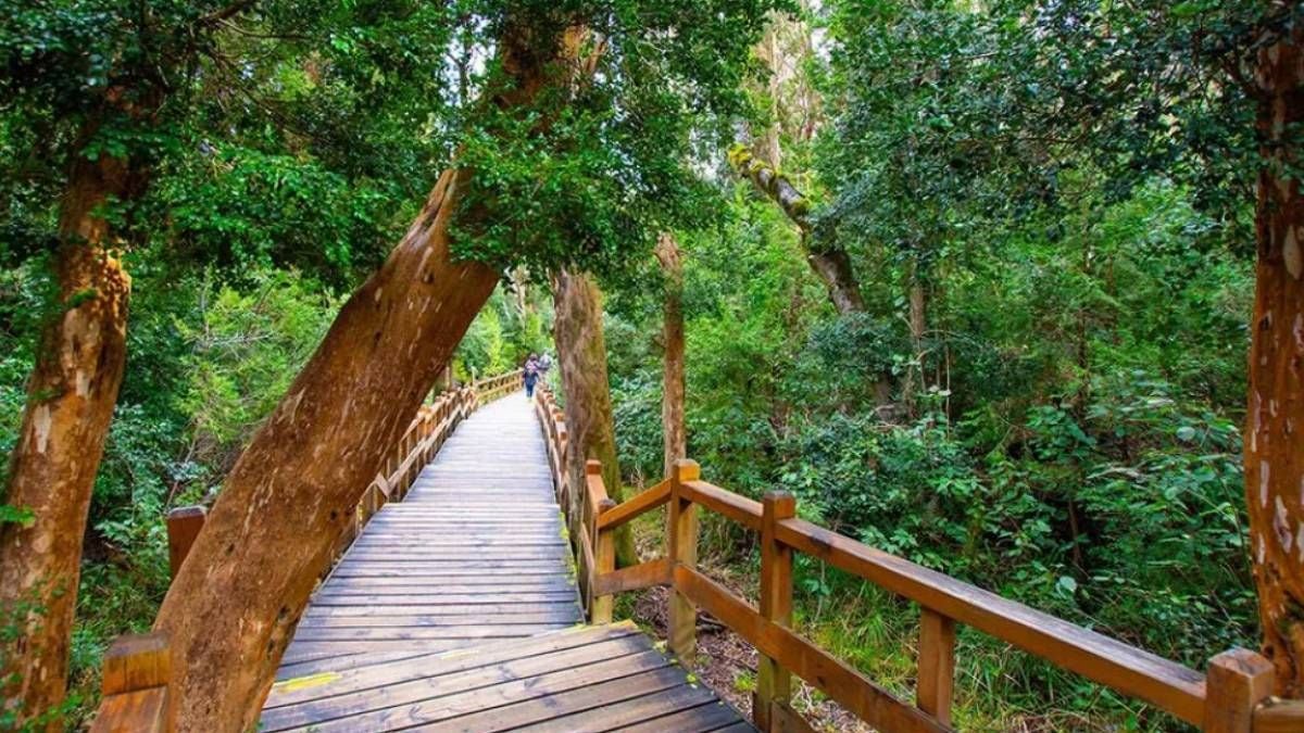 La península de Quetrihué invita a caminar entre arrayanes centenarios a orillas del Nahuel Huapi