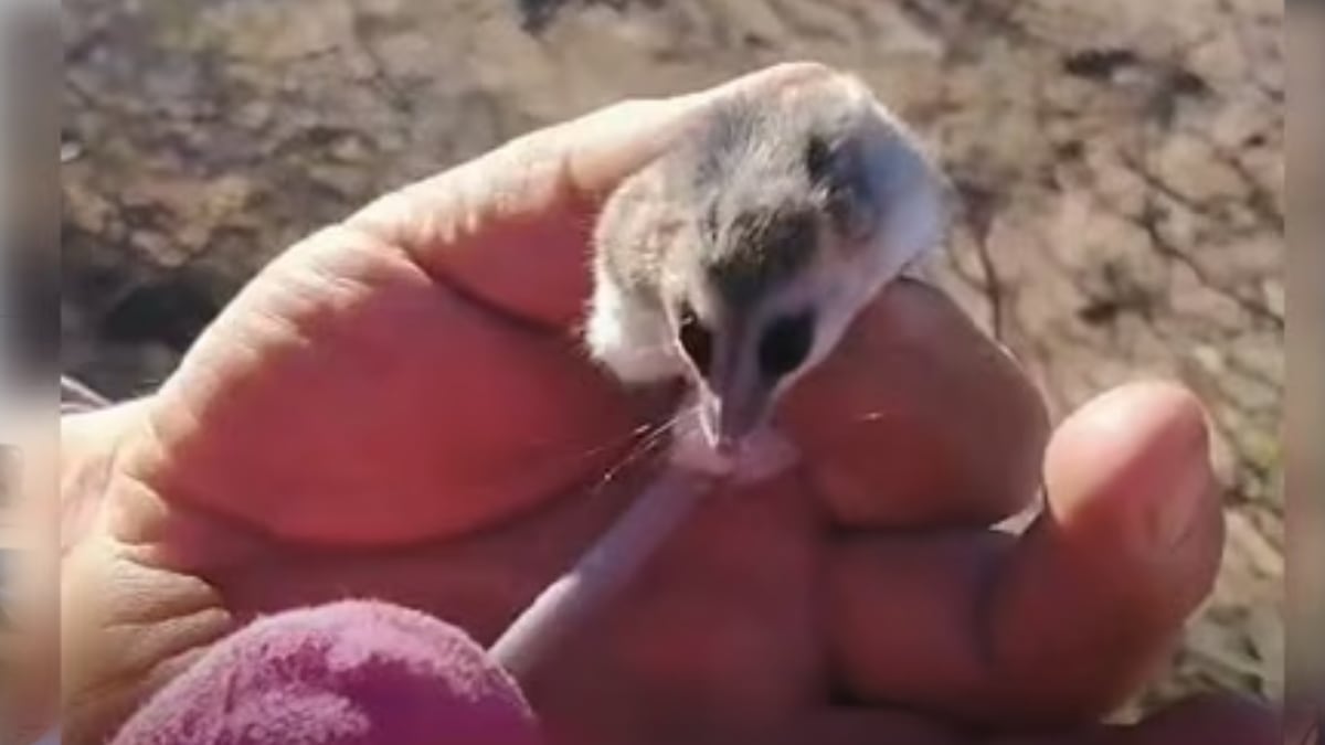 Una comadreja enana entre la leña y la decisión de no tocarla: la postal que dejó Cutral Co