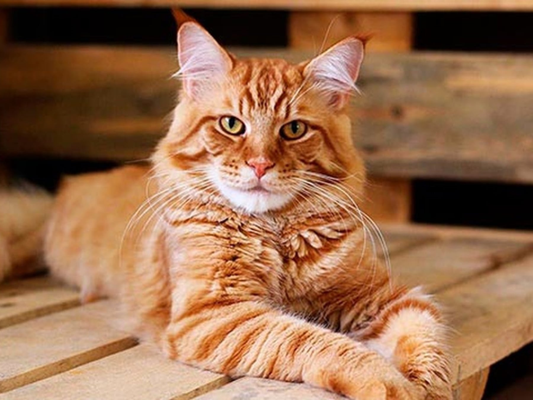 El gato se ganó su lugar en el living: cómo cambió la convivencia con mascotas en los hogares argentinos