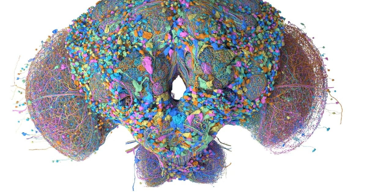 Le metieron el cerebro de una mosca a una computadora y la pusieron a jugar al Doom