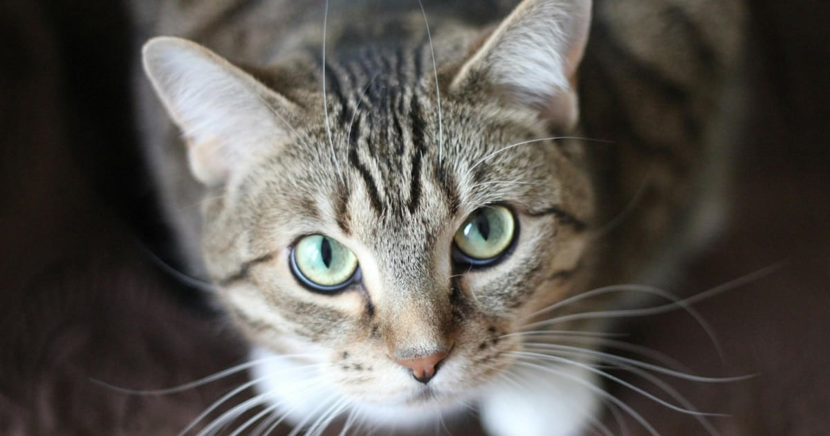 Un parásito que cruza la frontera entre el gato y la persona: qué dice el estudio más grande hecho hasta ahora