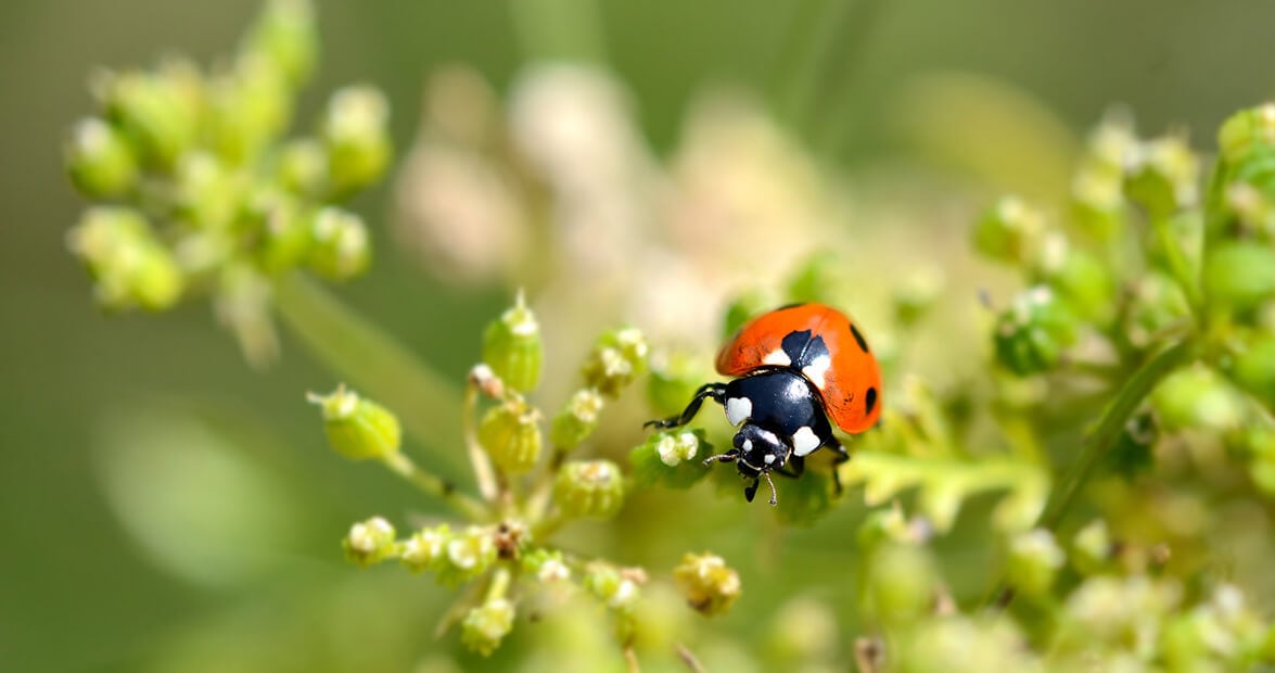 La huerta sin veneno: recetas de abuela que el INTA avala para espantar plagas del jardín