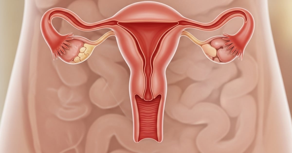 Después de la menopausia el ovario no se apaga: sigue trabajando en silencio y los científicos empiezan a entender por qué
